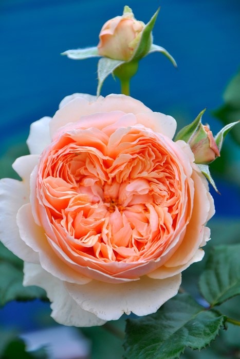 ���ߵ����ġۥХ��� �ޤ���ڿ���ۥޥ��� ���� 6��ȭ�����ʡη����ʼ�ϡ�JB-YR��