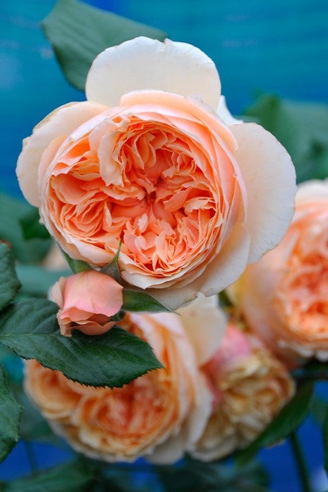 ���ߵ����ġۥХ��� �ޤ���ڿ���ۥޥ��� ���� 6��ȭ�����ʡη����ʼ�ϡ�JB-YR��