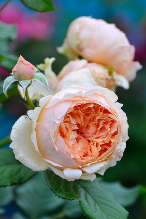 ���ߵ����ġۥХ��� �ޤ���ڿ���ۥޥ��� ���� 6��ȭ�����ʡη����ʼ�ϡ�JB-YR��