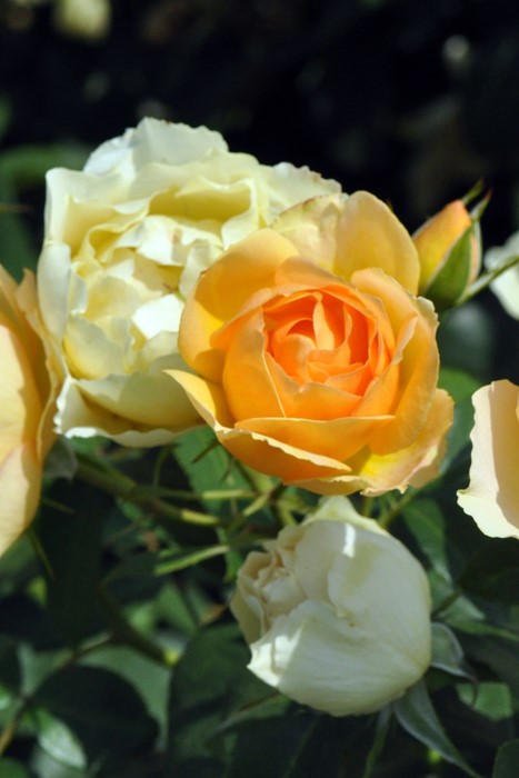 �Х��ġ����ġۥѥ����ڥ������ͥ����ǥ��˥��� ���� 6��ȭ�����ʡη����ʼ�ϡ�Kb-BRN��