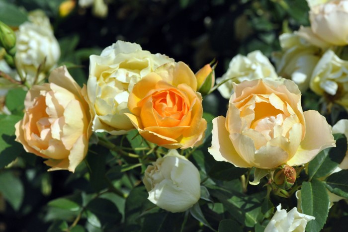 �Х��ġ����ġۥѥ����ڥ������ͥ����ǥ��˥��� ���� 6��ȭ�����ʡη����ʼ�ϡ�Kb-BRN��