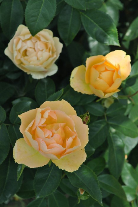 �Х��ġ����ġۥѥ����ڥ������ͥ����ǥ��˥��� ���� 6��ȭ�����ʡη����ʼ�ϡ�Kb-BRN��