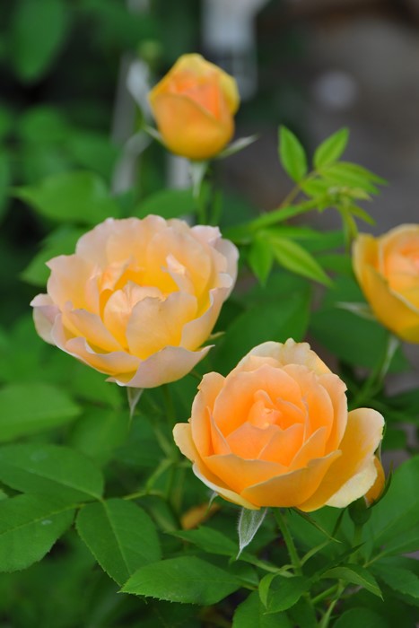 �Х��ġ����ġۥѥ����ڥ������ͥ����ǥ��˥��� ���� 6��ȭ�����ʡη����ʼ�ϡ�Kb-BRN��