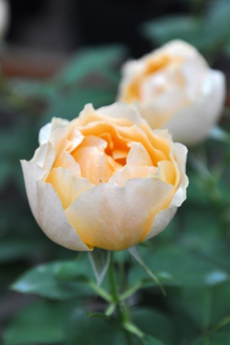 �Х��ġ����ġۥѥ����ڥ������ͥ����ǥ��˥��� ���� 6��ȭ�����ʡη����ʼ�ϡ�Kb-BRN��