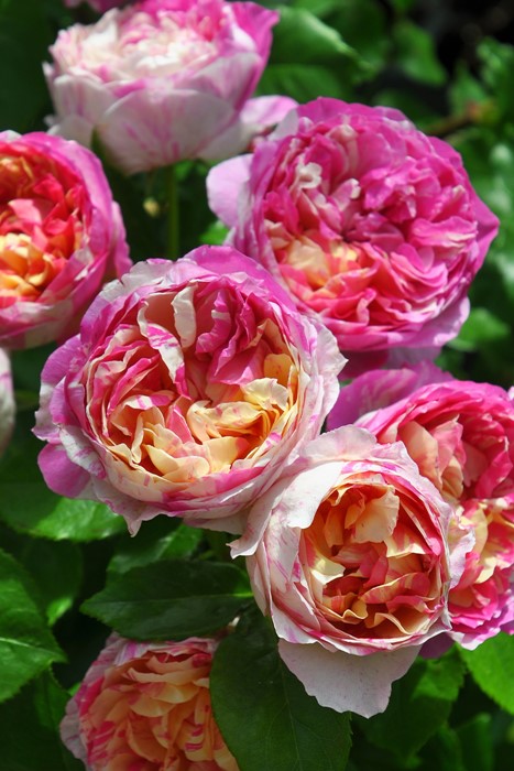 �Х��ġ����ġۥ��ɥ�������ޥ� ���� 6��ȭ�����ʡ����ӿ建�� ��Ͽ�ʼ�ϡ�Han-DEL��