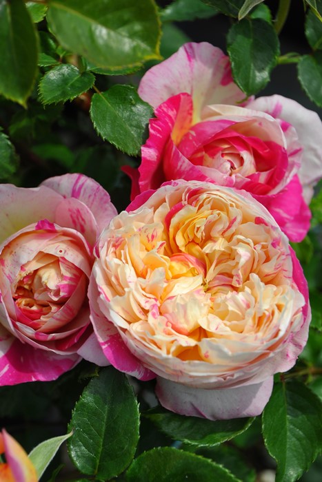 �Х��ġ����ġۥ��ɥ�������ޥ� ���� 6��ȭ�����ʡ����ӿ建�� ��Ͽ�ʼ�ϡ�Han-DEL��