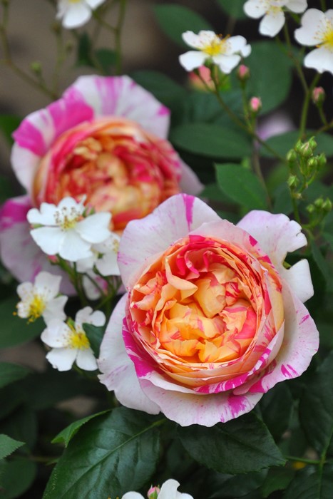 �Х��ġ����ġۥ��ɥ�������ޥ� ���� 6��ȭ�����ʡ����ӿ建�� ��Ͽ�ʼ�ϡ�Han-DEL��