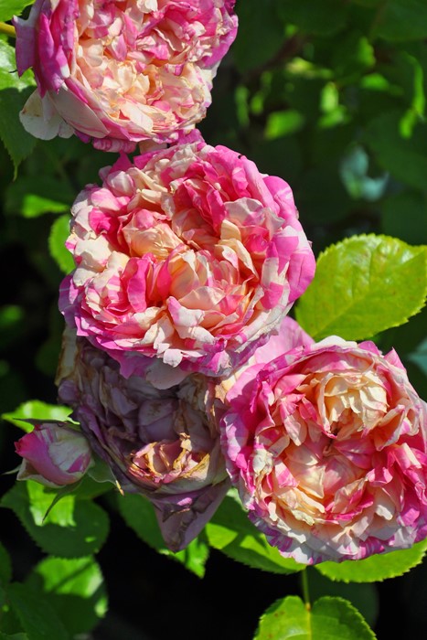 �Х��ġ����ġۥ��ɥ�������ޥ� ���� 6��ȭ�����ʡ����ӿ建�� ��Ͽ�ʼ�ϡ�Han-DEL��