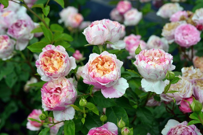 �Х��ġ����ġۥ��ɥ�������ޥ� ���� 6��ȭ�����ʡ����ӿ建�� ��Ͽ�ʼ�ϡ�Han-DEL��