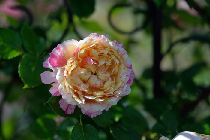 �Х��ġ����ġۥ��ɥ�������ޥ� ���� 6��ȭ�����ʡ����ӿ建�� ��Ͽ�ʼ�ϡ�Han-DEL��