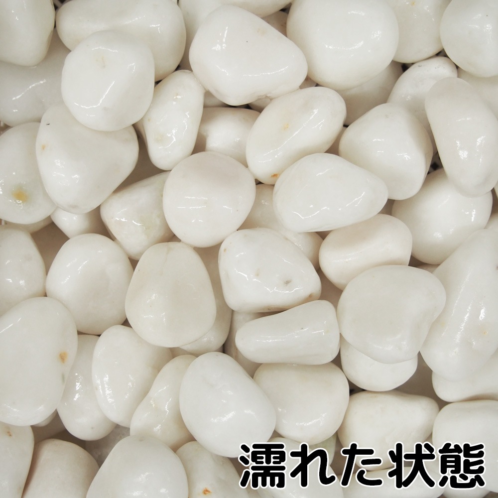 白仙華 1寸 20kg