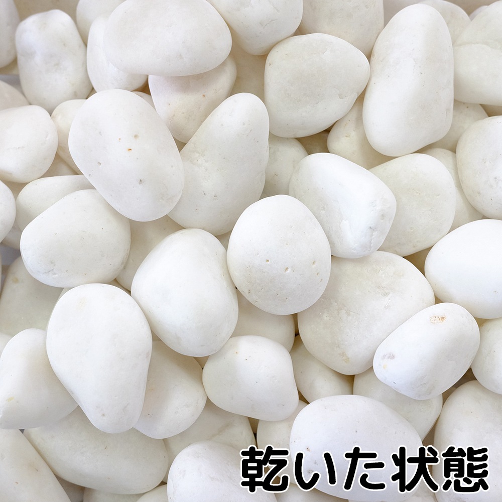 白仙華 1.5寸 20kg