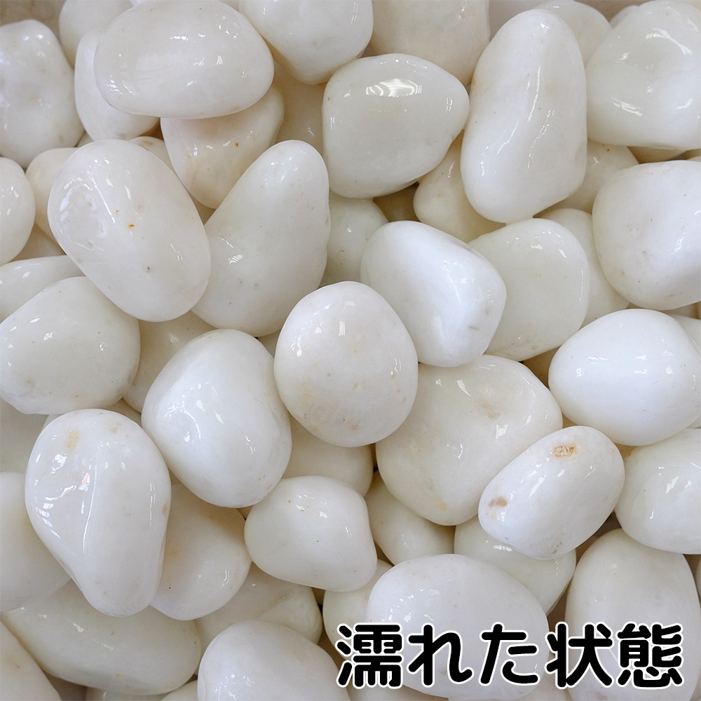 白仙華 1.5寸 20kg