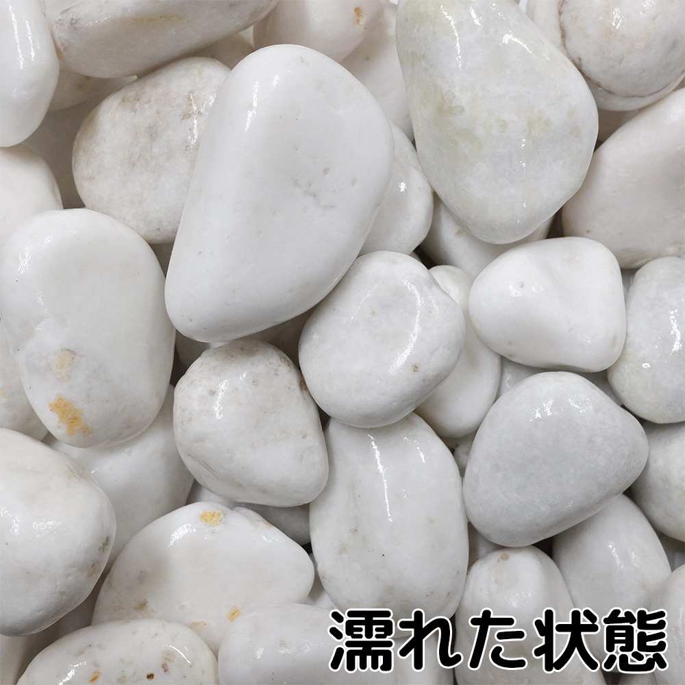 白仙華 2寸 20kg