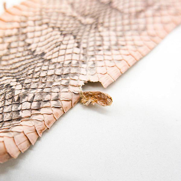 【セット販売】パイソン ダブルファスナーポシェット ハーフベージュ&パイソン革セット