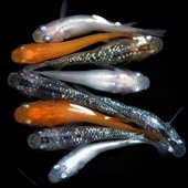 Х饨ƥߥå30ɤ ̤  S~L25ɤܻݾ5ɤˡTAIYO