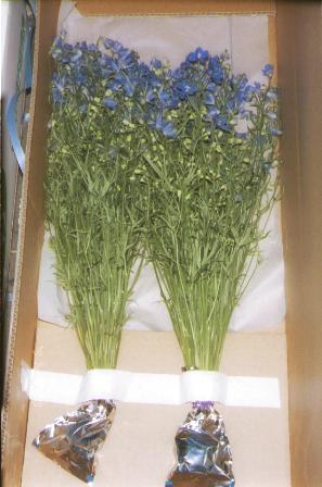 ����å��奨�����꡼���ͣӡ���Ȣ����ʣ������