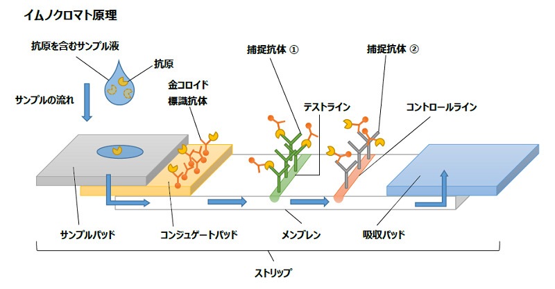 【50キット】新型コロナ抗体検査キット「BA.5」対応（1キットあたり1,190円）採血針つき※平日12時までの決済で即日出荷
