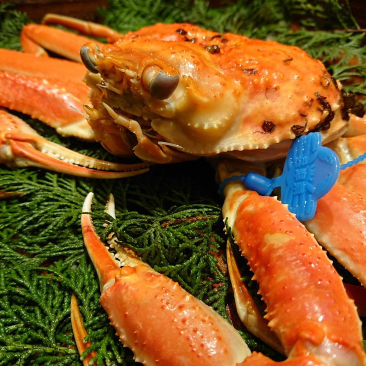 茹】津居山かに【指揃い】 | 津居山かに | 城崎温泉 竹内魚店