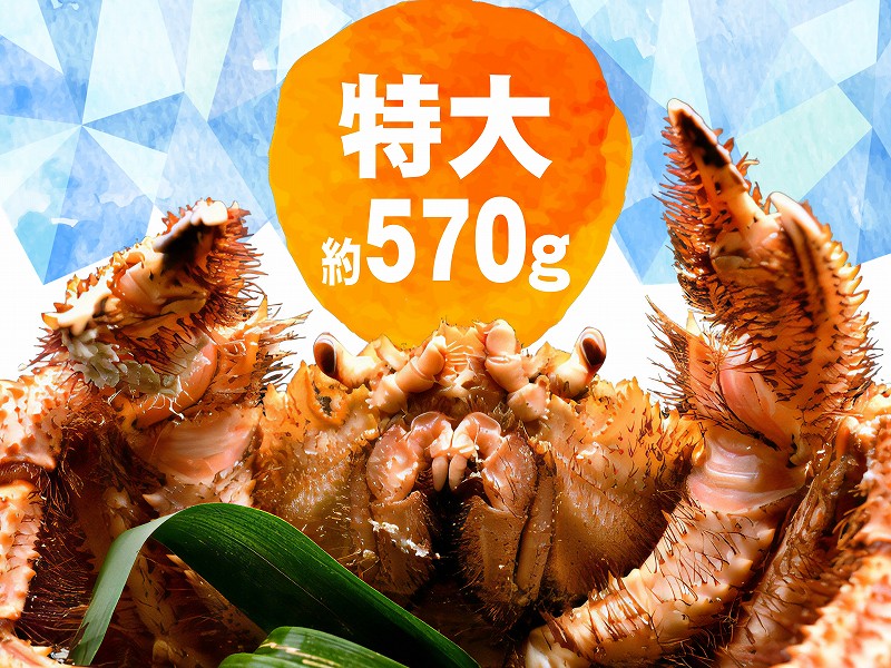 枝幸産 冷凍毛ガニ570g 1尾 | カニ | 瀧源商店 オンラインショップ