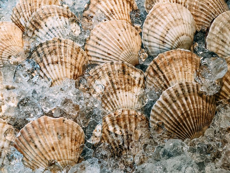 �޹������ɿ��Ѷ���ۥ��ơ������ꡡ��500g