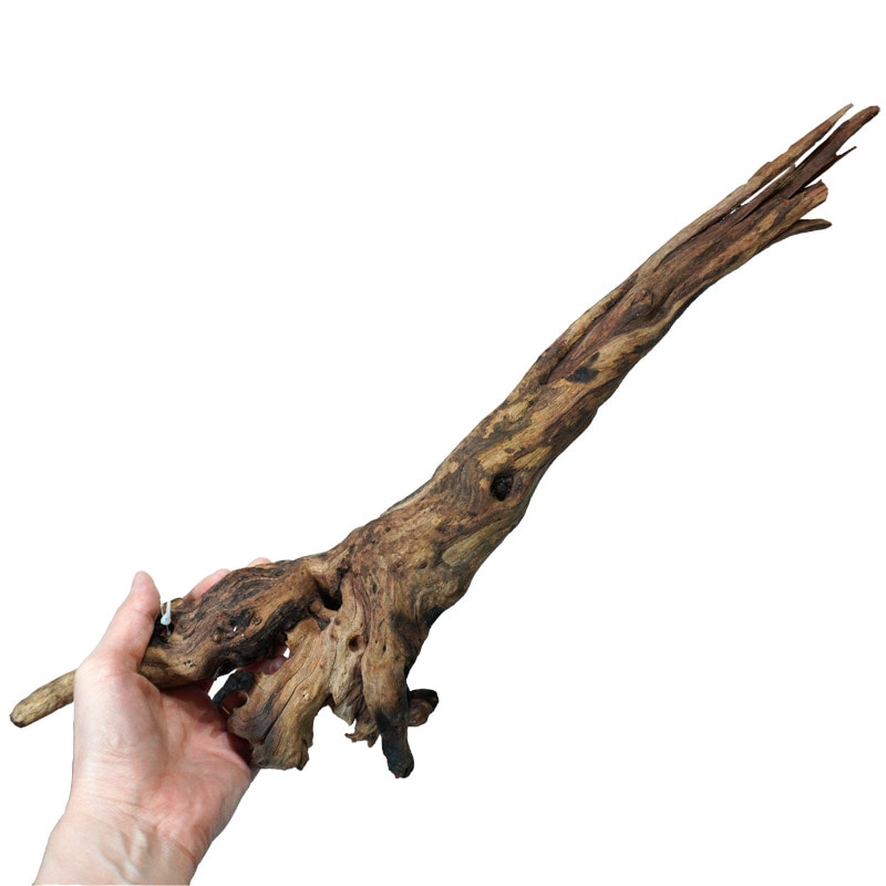 ADA リベラ　ウッド 商品情報 デルフィス