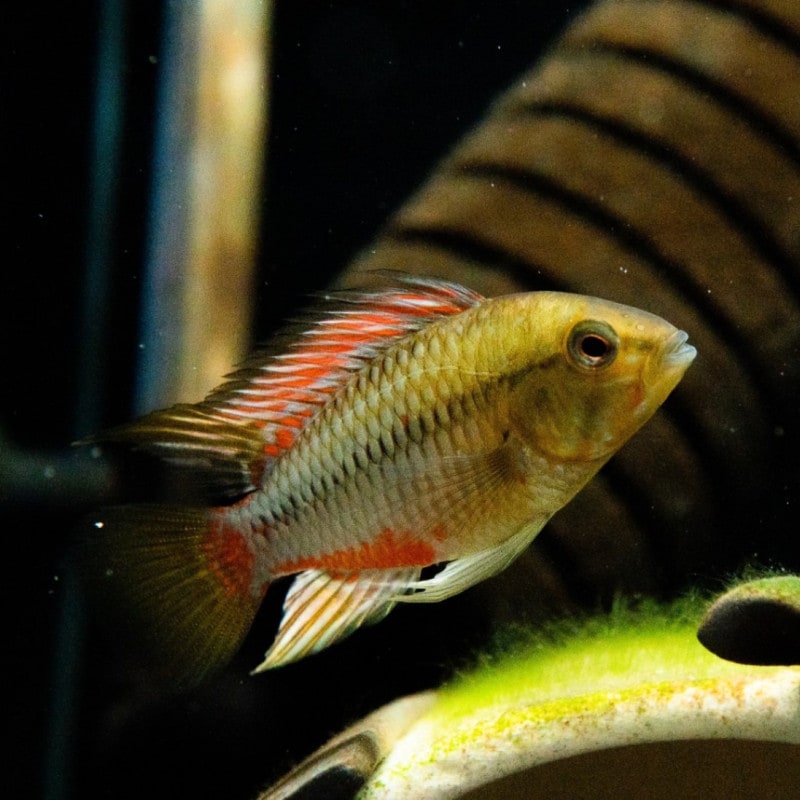 アピストグラマ ホングスロイ レッドゴールド EUブリード　1ペア