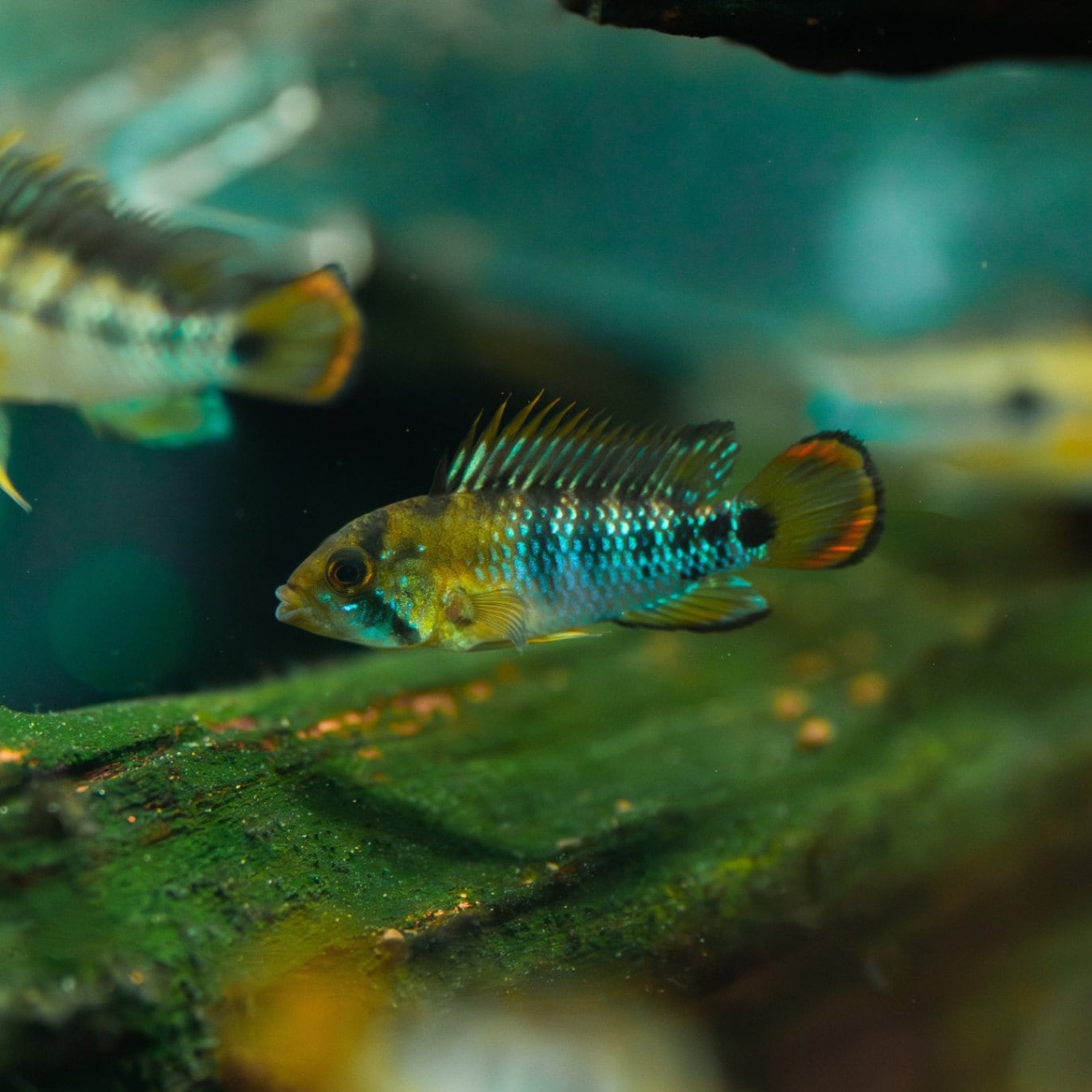 アピスト・ワイルドベタ飼育システム