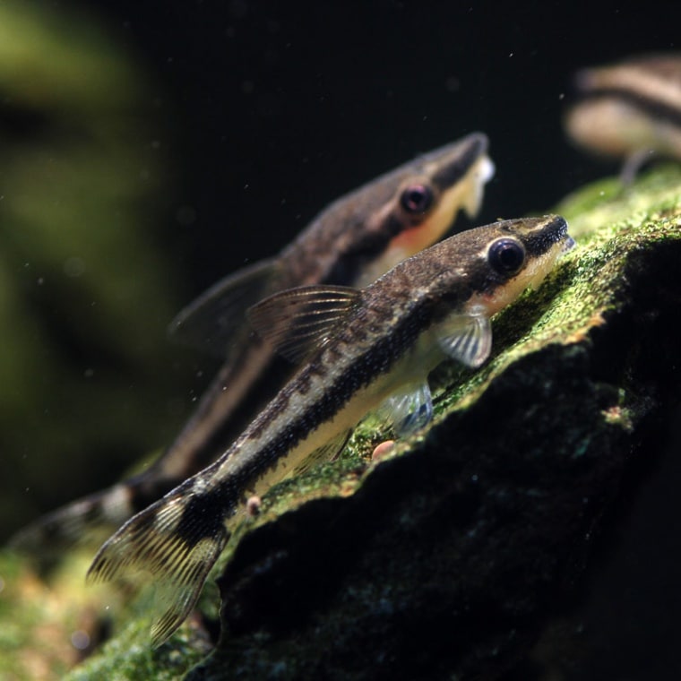 激安値引き熱帯魚4種セット(コリドラス、カラシン、オトシン)水槽