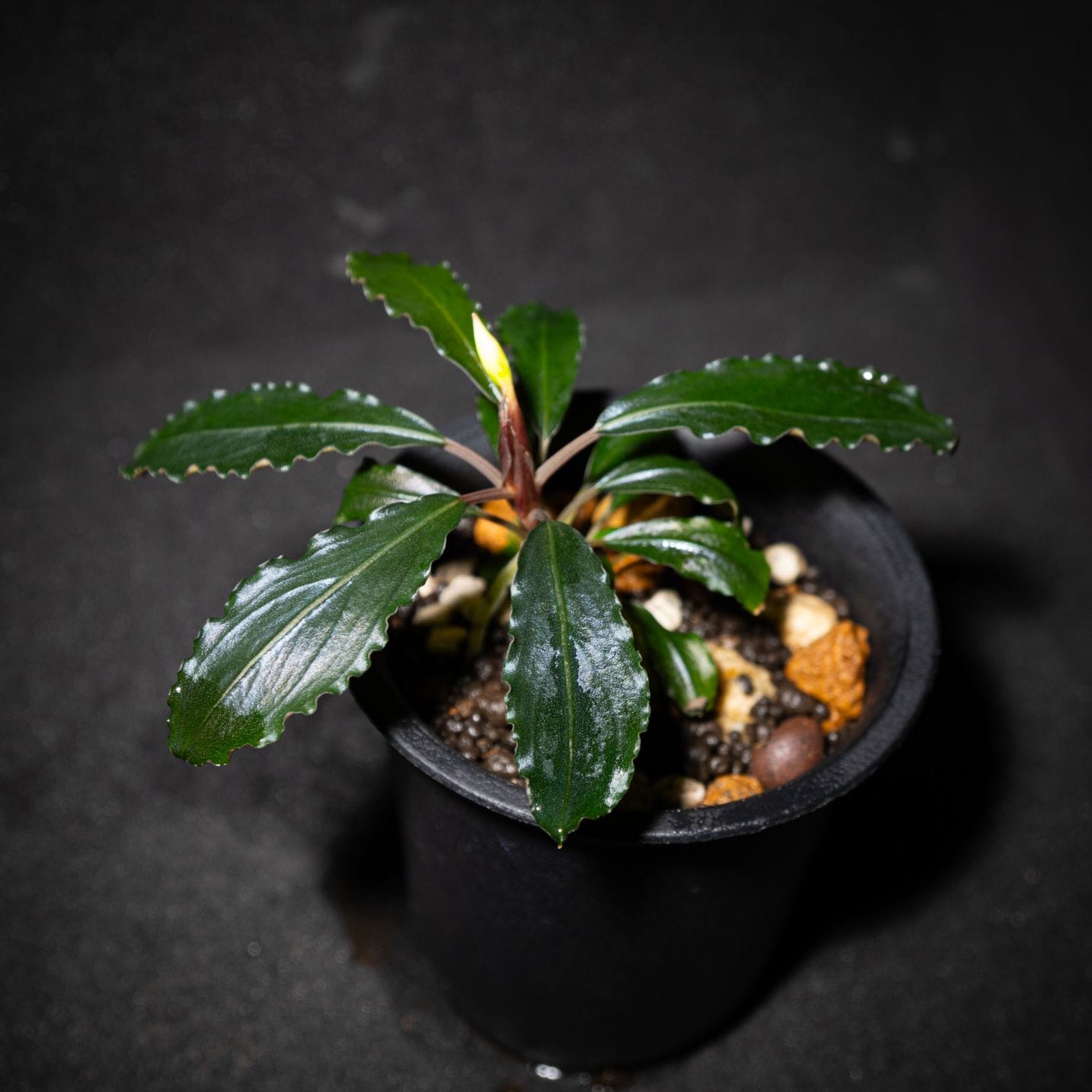 ブセファランドラ ブセファランドラ ラマンダウ | 水草,ブセファランドラ