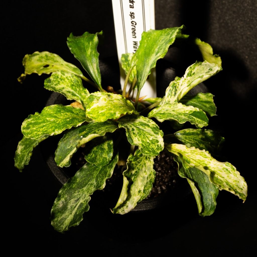 【水中葉】ブセファランドラsp グリーンウェイビー斑入り 水中葉】ブセファランドラ グリーンウェービー斑入り 水中葉