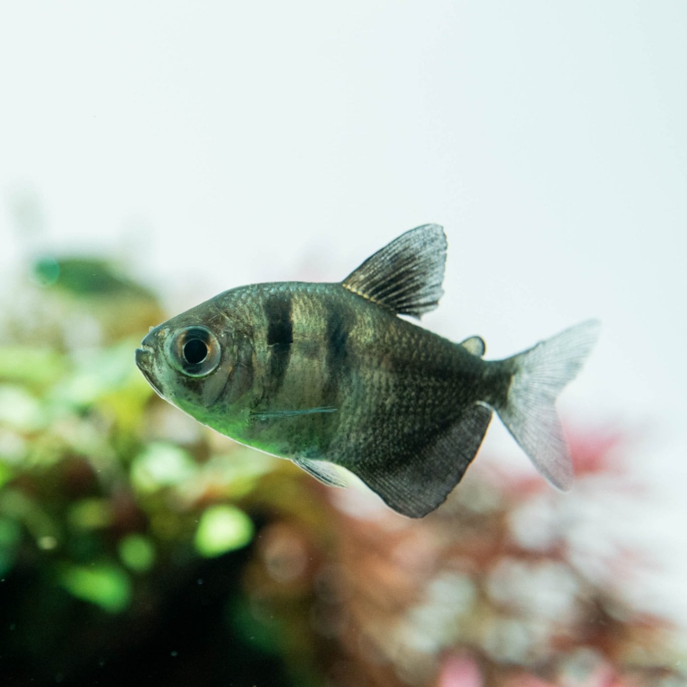 テトラ (Tetra) その他 魚 1個 (x 1) Tetra(テトラ) マリン フレーク 52g 4個セット テトラ テトラマリン