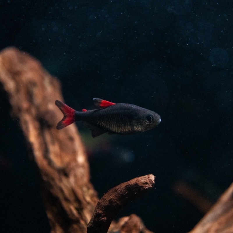 《今月のマジモン！》ハイフェソブリコン　エイリョス　wild アルトリオアラグアイア