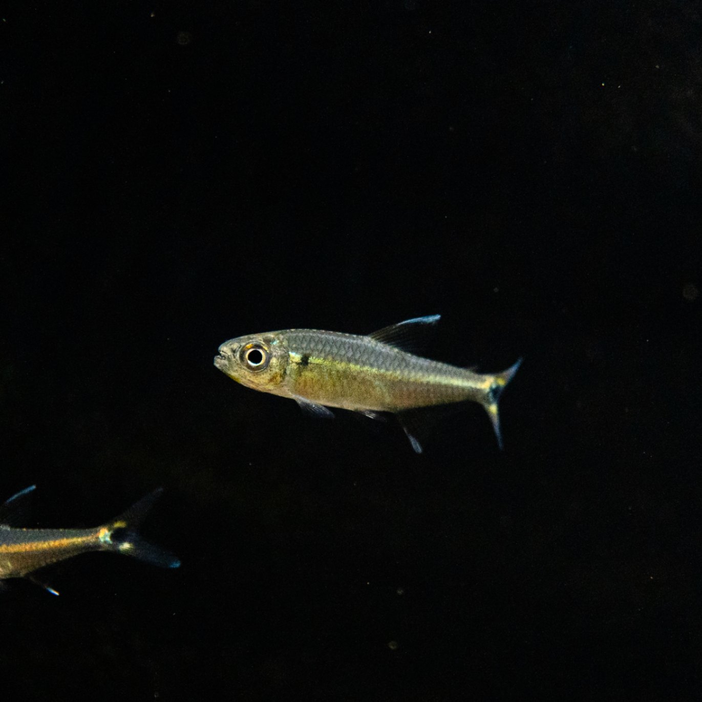 ダイノウアモウ ネオングリーン ダイノウアモウ ネオングリーン DINO UAMOU GID｜UAMOU