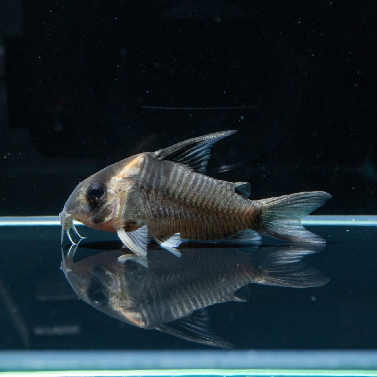 コリドラス レセックス 7匹 熱帯魚