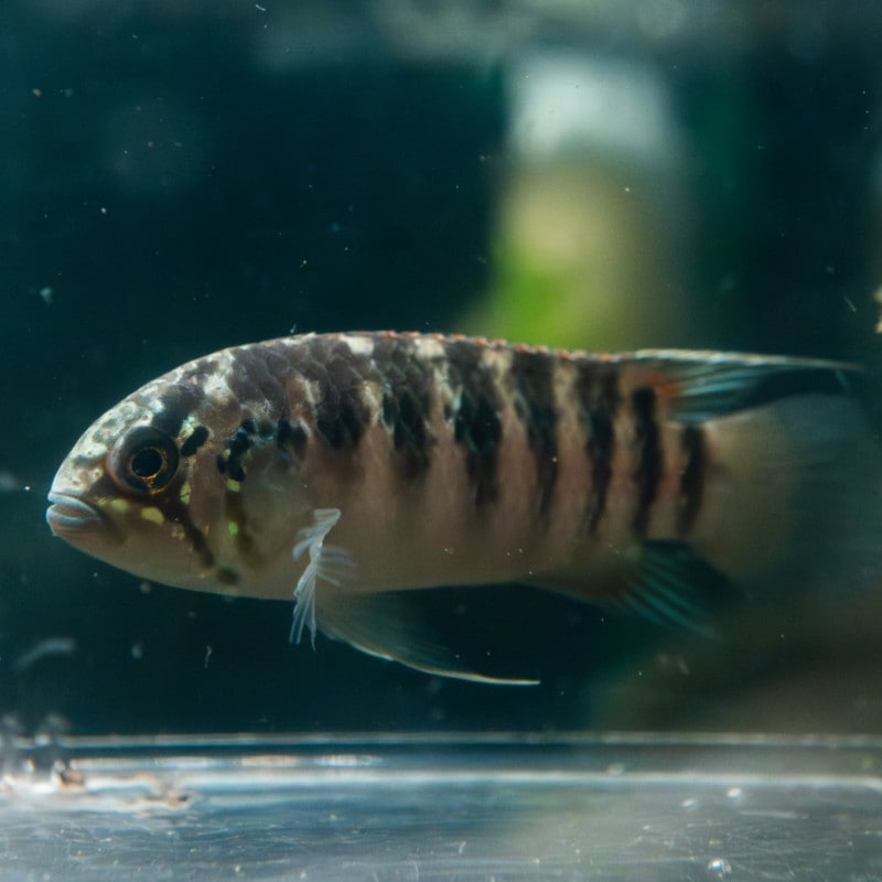 イバナカラ・アドケタ　サンガブリエル　ペア