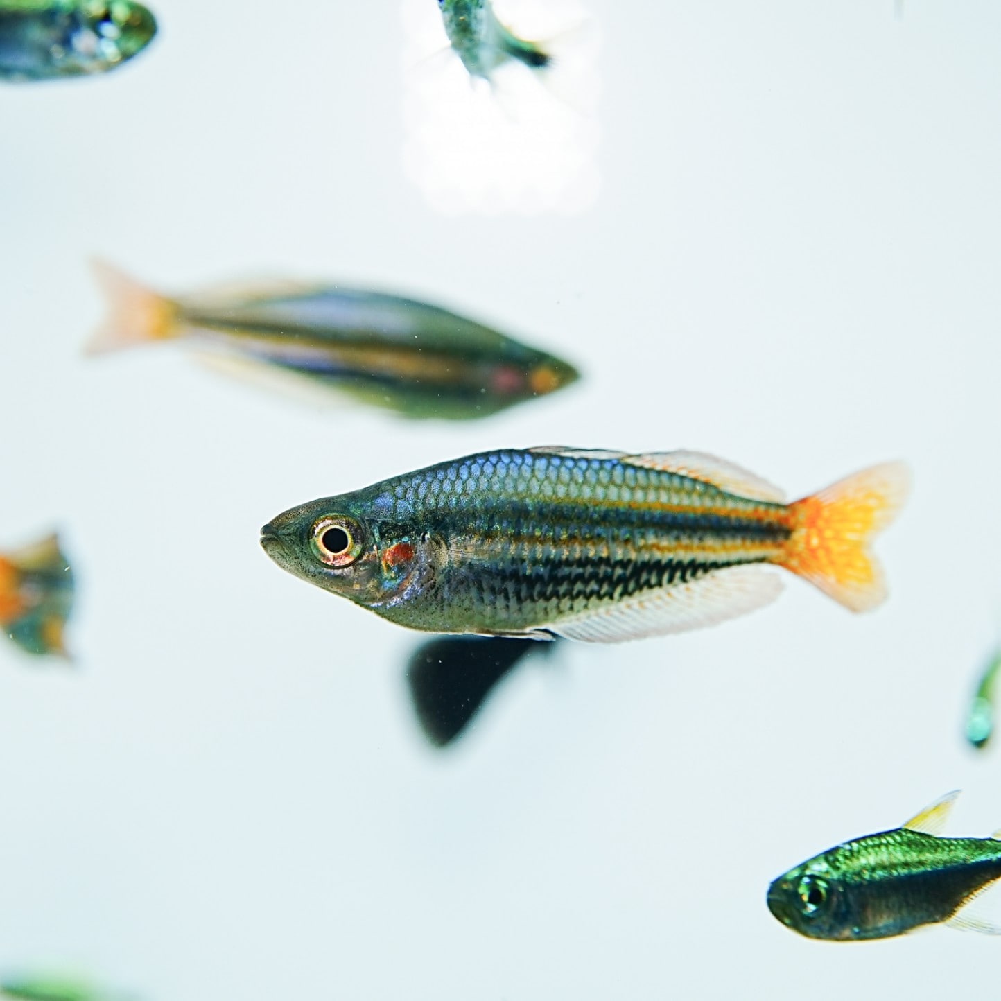 オーストラリアンドワーフ レインボー (10匹5,600円) | 熱帯魚