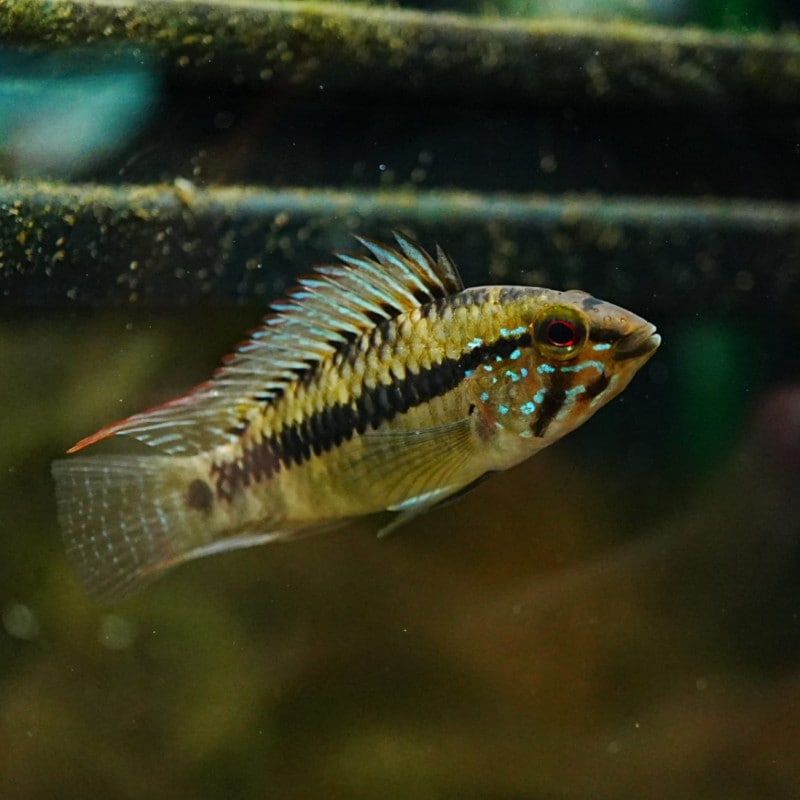 アピストグラマsp.D50