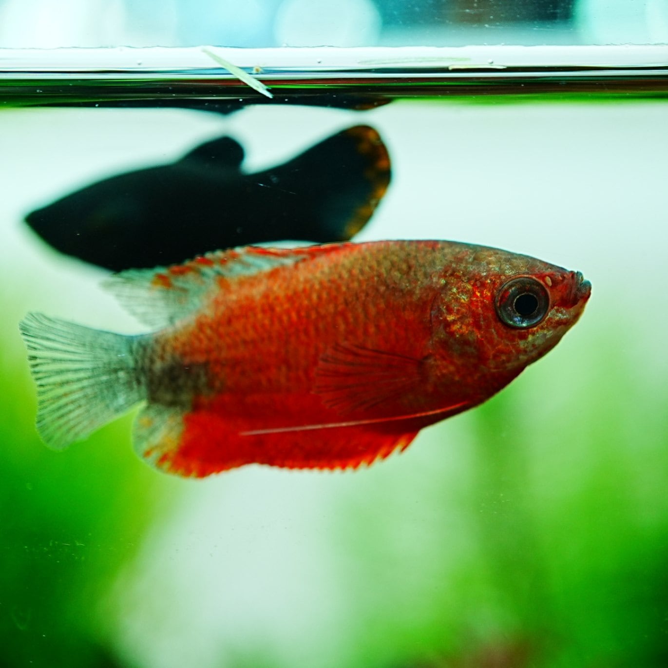 Giant Gourami Fish Stock Photos and Pictures - 918 Images | Shutterstock