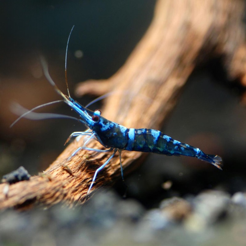 姫えびす レッドビーシュリンプ【緋桜：Akezakura】 抱卵ペア＝2匹