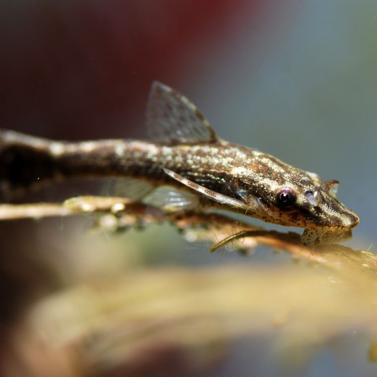 激安値引き熱帯魚4種セット(コリドラス、カラシン、オトシン)水槽