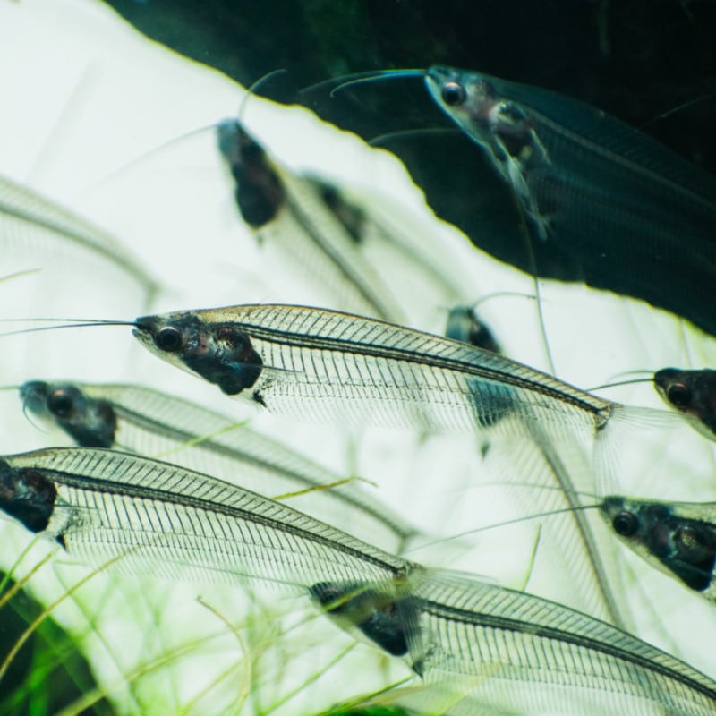 トランスルーセントグラスキャット　5匹で3,480円