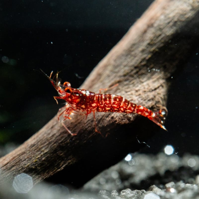 グロデベ キャンディーシュリンプ グロデベ キャンディーシュリンプ