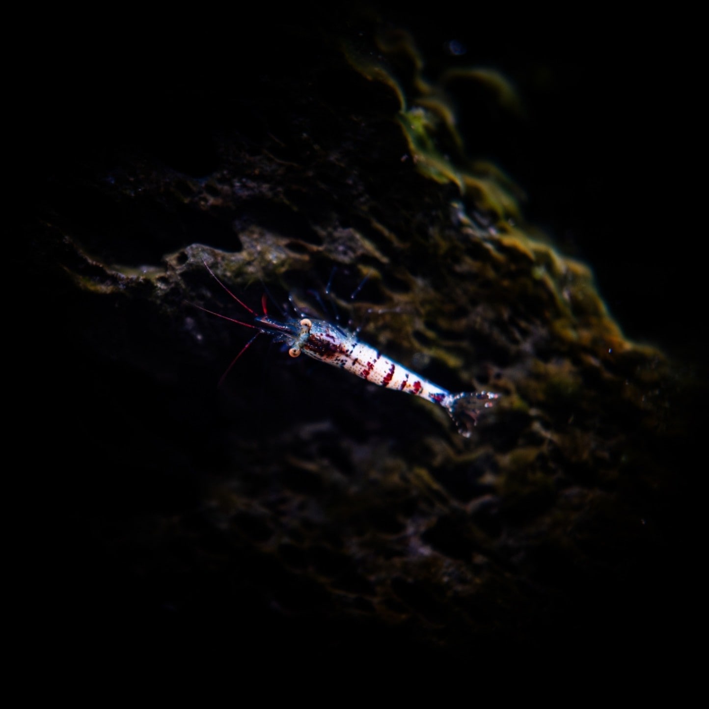 グロデベ　キャンディシュリンプ グロデベさんより新作キャンディーシュリンプの入荷です