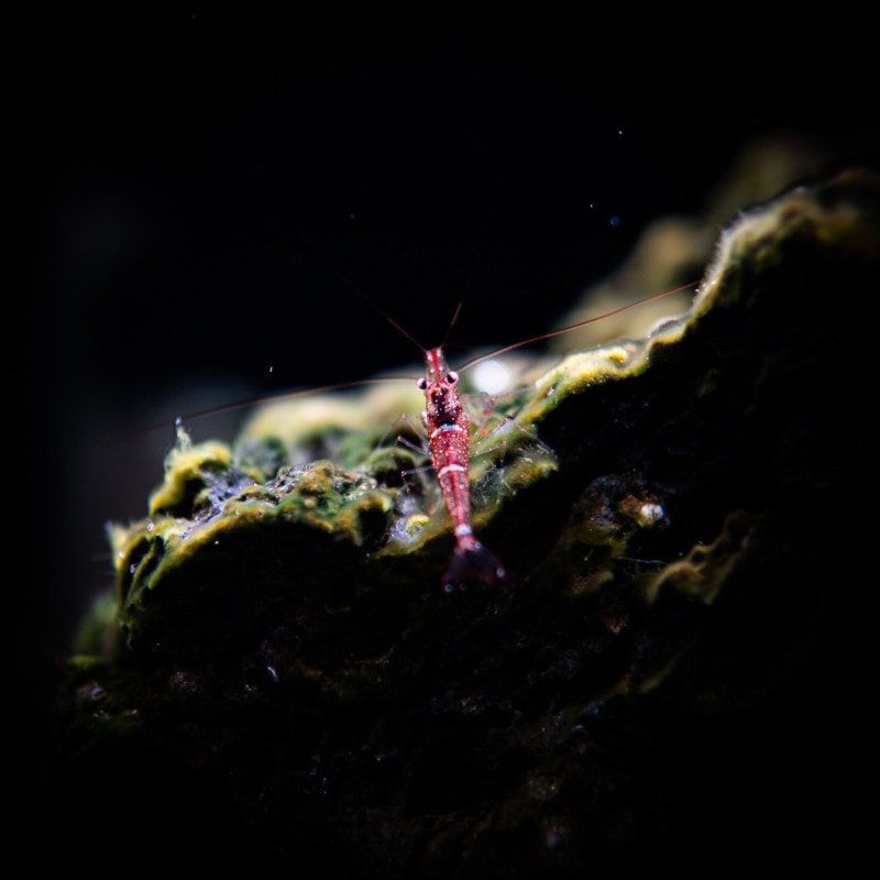 スラウェシシュリンプ　ミニブルーシュリンプ