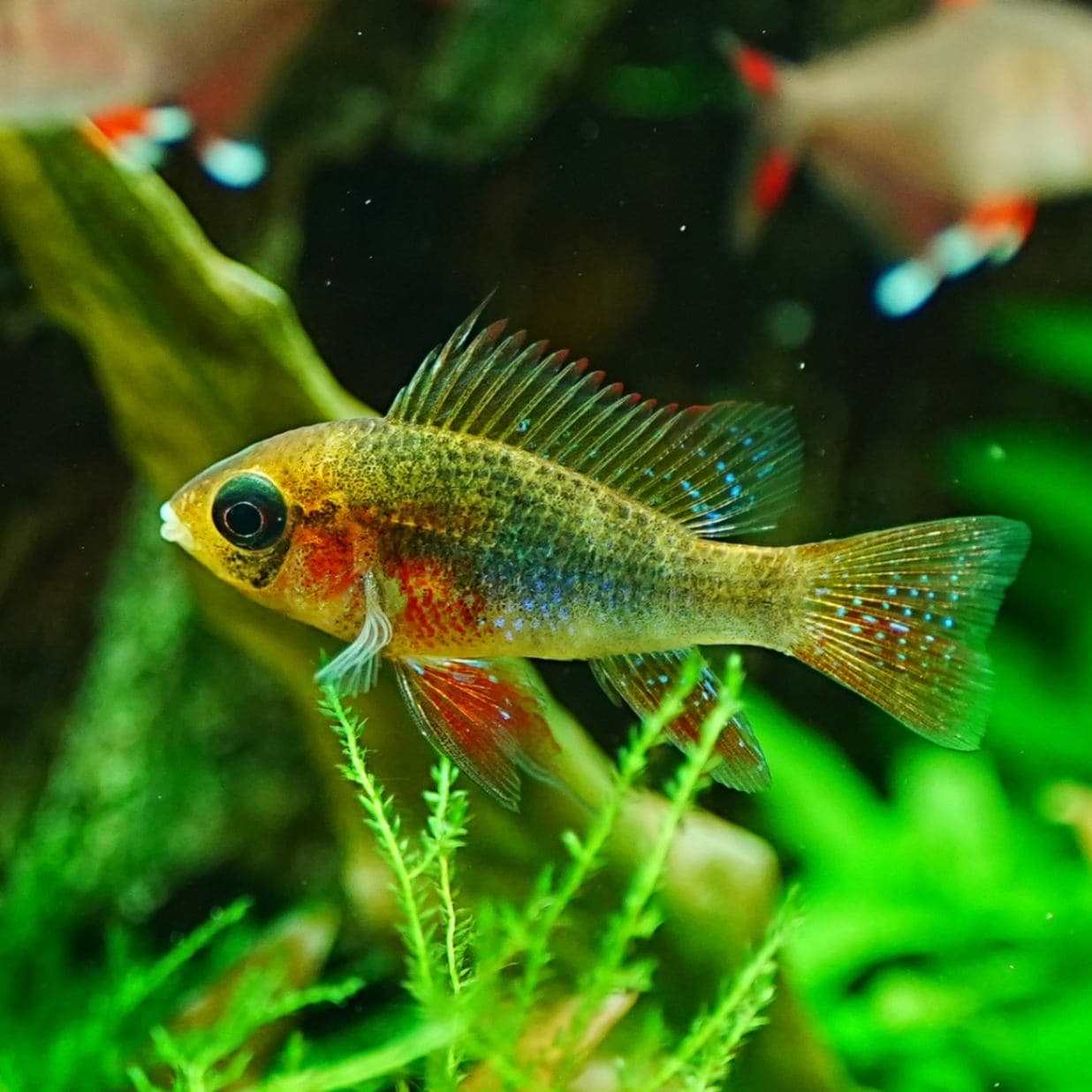 レインボーラミレジィ ペア | 熱帯魚(淡水魚),小型美魚