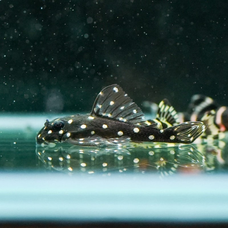 【Grande Man】ファンシースポットペコルティア