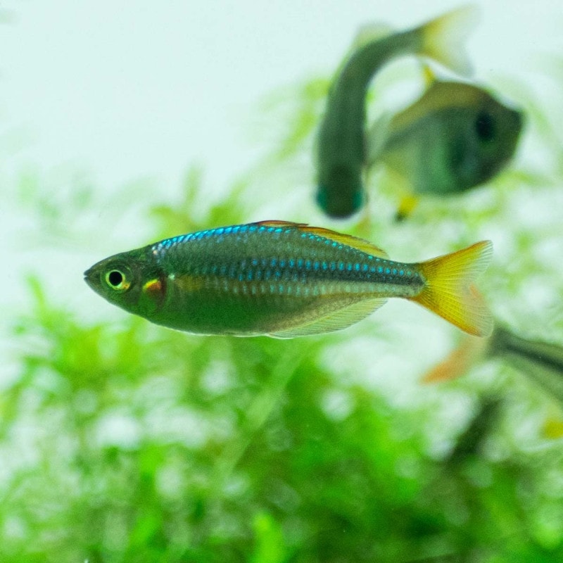 ネオンドワーフレインボー　（10匹2,680円）