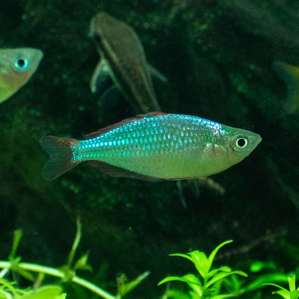 レア物】コロナエキストラ ネオン Z/Xグッズ ｜ Z/X - Zillions of