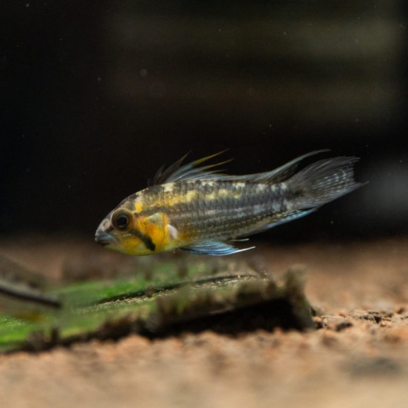 アピストグラマ　カカトイデス　NAUTA　ペア